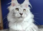 Fakir - Maine Coon Kitten For Sale - Boston, MA, US