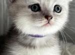 Lilu - Scottish Fold Kitten For Sale - 