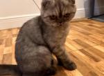 Roxy Mars litter - Scottish Fold Kitten For Sale - Miami, FL, US