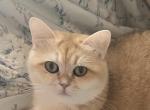 Maizie - British Shorthair Cat For Sale/Retired Breeding - 