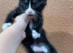 Oscar - Domestic Kitten For Adoption - 