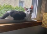 Billy - Domestic Kitten For Adoption - Lyndhurst, NJ, US