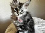 little flowers - Maine Coon Kitten For Sale - Kempner, TX, US