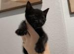 Nyla - Domestic Kitten For Sale - Portland, OR, US