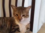 Caspian - American Shorthair Cat For Adoption - Richmond, VA, US