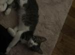 Kittens - Domestic Kitten For Sale - Stoughton, MA, US