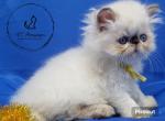 chocolate point persian girl - Himalayan Kitten For Sale - 