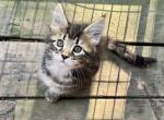 Freya - Maine Coon Kitten For Sale - Spokane, WA, US