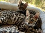 Bengal Kittens - Bengal Kitten For Sale - Santa Clarita, CA, US