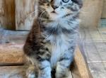 Kara - Maine Coon Kitten For Sale - Spokane, WA, US