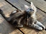 Aloof - Maine Coon Kitten For Sale - Spokane, WA, US