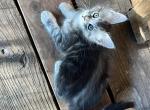 Thora - Maine Coon Kitten For Sale - Spokane, WA, US