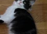 Pebbles - Domestic Kitten For Adoption - Quincy, MA, US