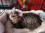 Buddy - Domestic Kitten For Adoption - Covington, KY, US