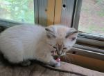 Princess - Siamese Kitten For Sale - Holden, MO, US