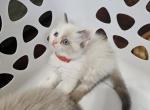 Bella - Ragdoll Kitten For Sale - Dallas, TX, US