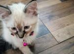 Porcha - Siamese Kitten For Sale - Holden, MO, US