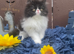 Coco & Louie - Persian Kitten For Sale - Indianapolis, IN, US