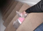 Fatima - American Shorthair Cat For Adoption - Richmond, VA, US