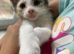 Misty - Domestic Kitten For Sale - Farmington, CT, US