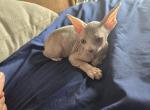 Blu's Boy - Sphynx Kitten For Sale - Lake Geneva, WI, US