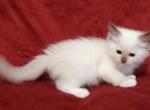 Chocolate Mitted Male in Molly's Litter - Ragdoll Kitten For Sale - 