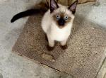 Ragdoll Siamese Mix - Siamese Kitten For Sale - Catasauqua, PA, US