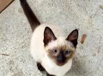 Ragdoll Siamese Mix - Siamese Kitten For Sale - Catasauqua, PA, US