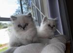 Fiona and Shrek - Persian Kitten For Sale - Tallahassee, FL, US