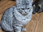 Moose - Persian Cat For Sale/Retired Breeding - 