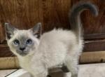 Scooby - Siamese Kitten For Sale - Atwater, CA, US