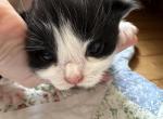 Tuxedo male one - Maine Coon Kitten For Sale - Waterford, ME, US