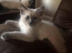 Mr Magoo - Siamese Kitten For Sale - Atwater, CA, US