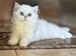 KaylaBritish - British Shorthair Kitten For Sale - Sacramento, CA, US