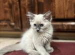 Big Boy - Siamese Kitten For Sale - Atwater, CA, US