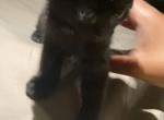 The Brady bunch - Domestic Kitten For Sale - Peoria, IL, US