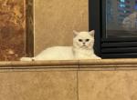 Kai - British Shorthair Kitten For Sale - 