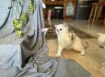 Koby - British Shorthair Kitten For Sale - 