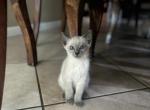 Princess - Siamese Kitten For Sale - 