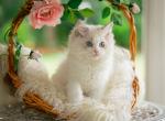 Brownie - Ragdoll Kitten For Sale - 