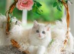 Sprite - Ragdoll Kitten For Sale - 