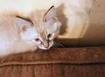 Reba - Siamese Kitten For Sale - Holden, MO, US