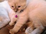 Parris - Siamese Kitten For Sale - Holden, MO, US