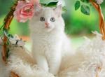 Ginger - Ragdoll Kitten For Sale - 