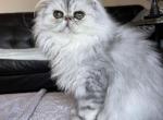 Silver shaded exotic kittens - Exotic Kitten For Sale - Wisconsin Rapids, WI, US