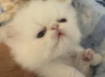 Pumpkin - Himalayan Kitten For Sale - Orlando, FL, US