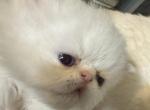 My little boy pumpkim - Persian Kitten For Sale - Miami, FL, US