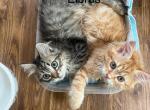 Traditional Hypoallergenic litter - Siberian Kitten For Sale - 