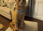 Mika - American Shorthair Kitten For Adoption - Marvin, NC, US