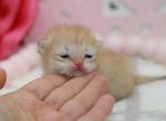 Golden shaded British Shorthair girl - British Shorthair Kitten For Sale - Spokane, WA, US